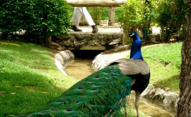 حديقة طيور اصفهان